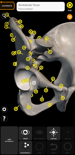 Skeleton | 3D Anatomy الحاسوب