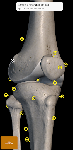 Skeleton | 3D Anatomy الحاسوب