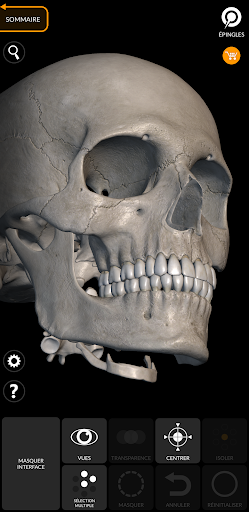 Squelette | Anatomie 3D PC