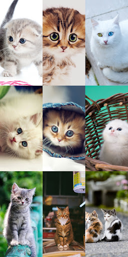 Cute Cat Wallpapers电脑版