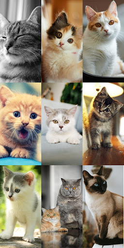 Cute Cat Wallpapers电脑版