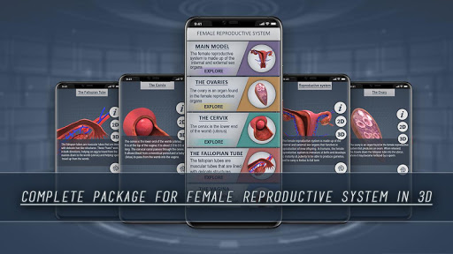 Female Reproductive System 3D PC