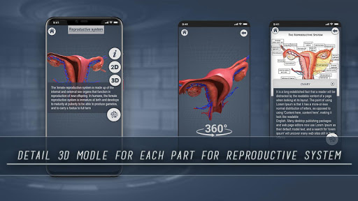 Female Reproductive System 3D PC