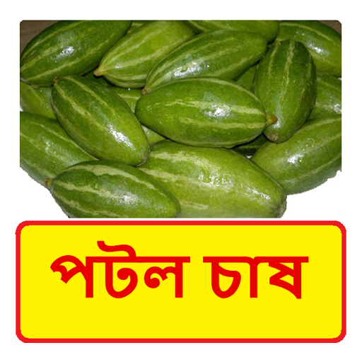 পটল চাষের সঠিক পদ্ধতি PC