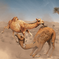 Camel Attack Fighting پی سی