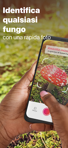 Picture Mushroom: Guida Fungo PC