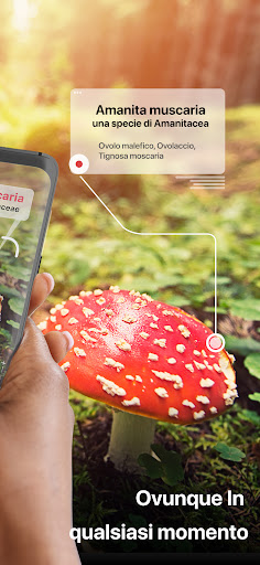 Picture Mushroom: Guida Fungo PC