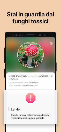 Picture Mushroom: Guida Fungo PC