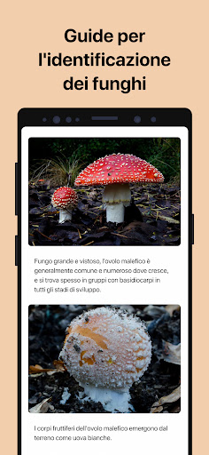 Picture Mushroom: Guida Fungo PC