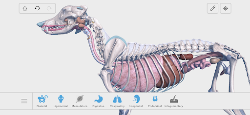 Complete Canine 3D - anatomy PC