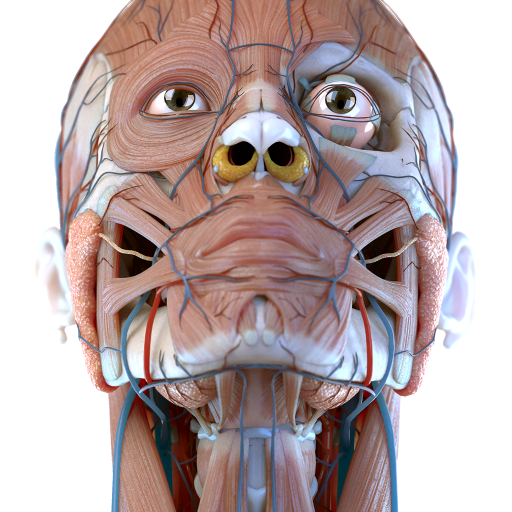 Visual Anatomy 3D - Human body PC