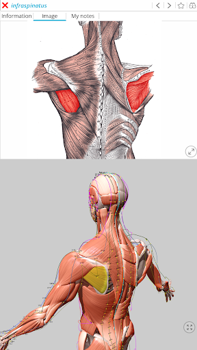 Visual Acupuncture 3D电脑版