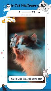 Cute Cat Wallpapers HD PC