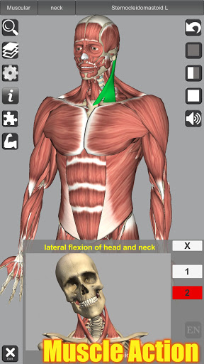 3D Anatomy PC