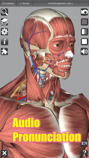 3D Anatomy PC