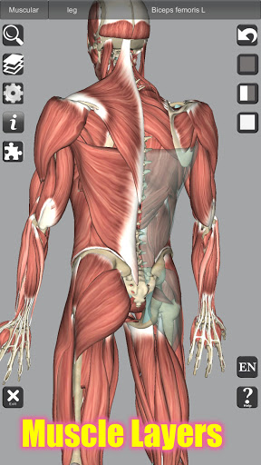 3D Bones and Organs (Anatomy) PC