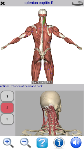 Visual Anatomy Lite الحاسوب