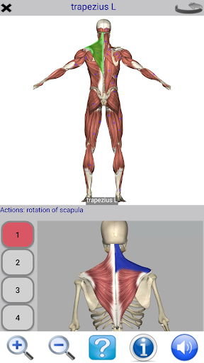 Visual Anatomy Lite الحاسوب