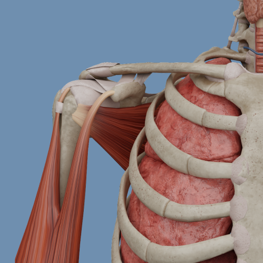 VOKA 3D Anatomy & Pathology پی سی