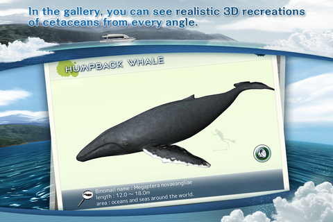 REAL WHALES Find the cetacean. PC