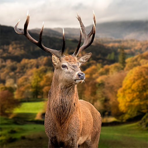 WILDLIFE CAM PC
