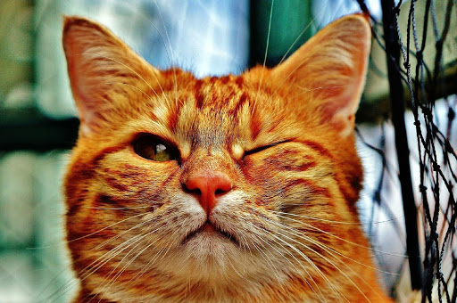 Funny cats jigsaw puzzles پی سی