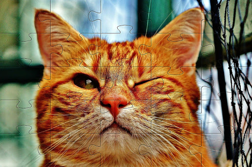Funny cats jigsaw puzzles پی سی