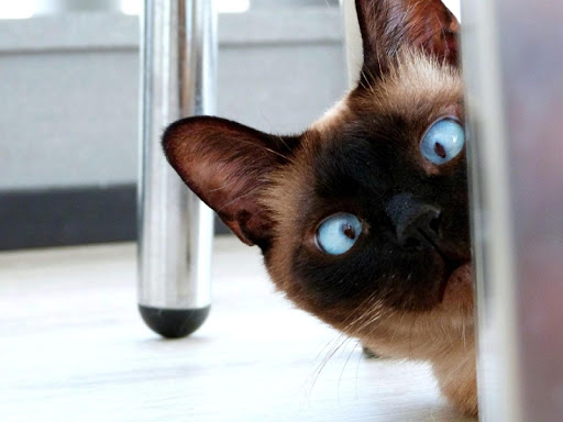 Funny cats jigsaw puzzles پی سی