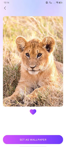 Koi Wallpapers پی سی