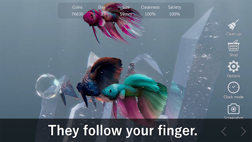 ปลากัด PC