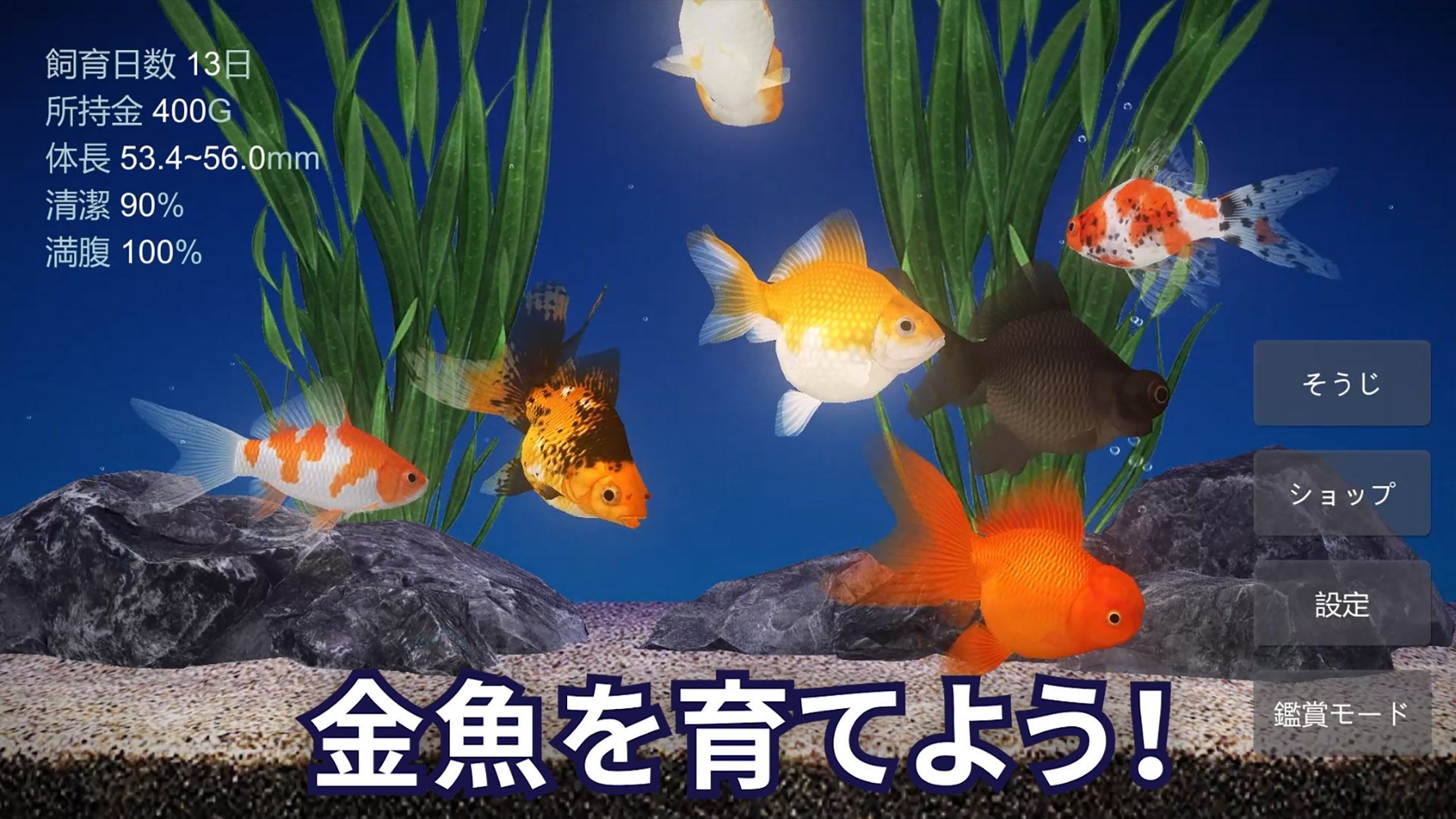 金魚育成アプリ・ポケット金魚 PC版