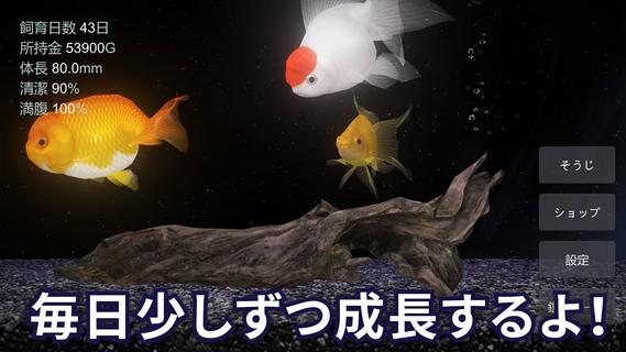 金魚育成アプリ・ポケット金魚 PC版