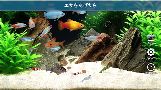 熱帯魚育成「ミニアクア」癒しのアクアリウム体験 PC版