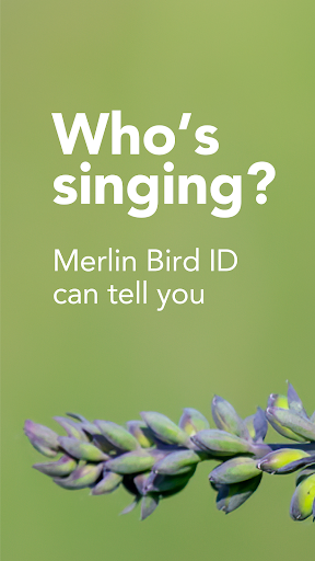 Merlin Bird ID by Cornell Lab PC