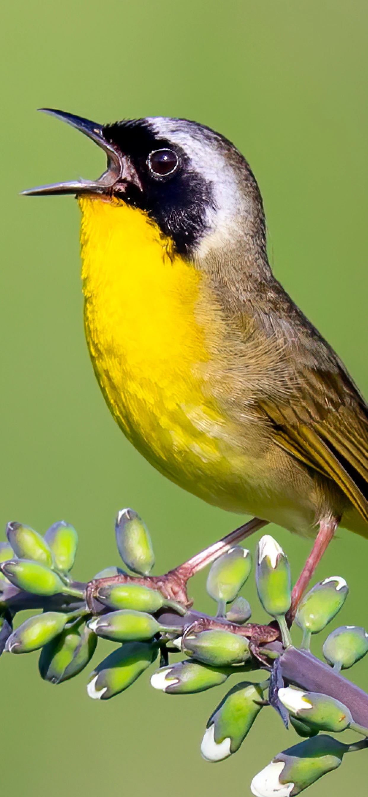 Download Merlin Bird ID by Cornell Lab on PC with MEmu
