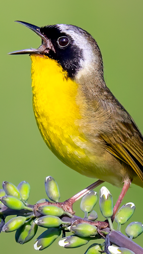 Merlin Bird ID by Cornell Lab PC