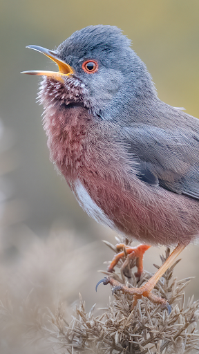 Merlin Bird ID par Cornell Lab PC