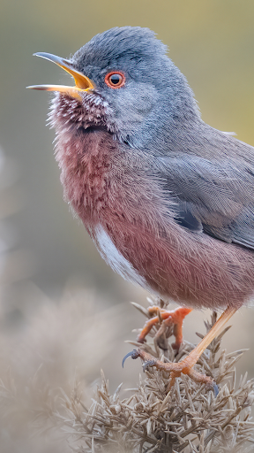 Merlin Bird ID de Cornell Lab PC