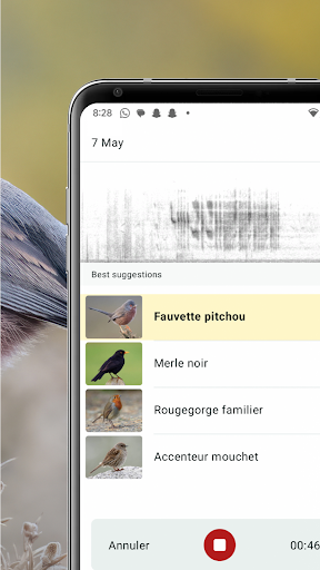 Merlin Bird ID par Cornell Lab PC