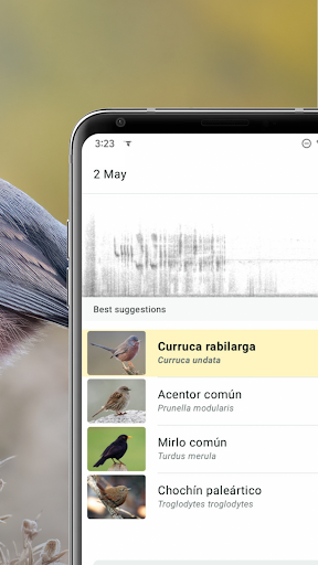 Merlin Bird ID de Cornell Lab PC