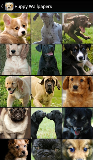 Puppy Wallpapers PC