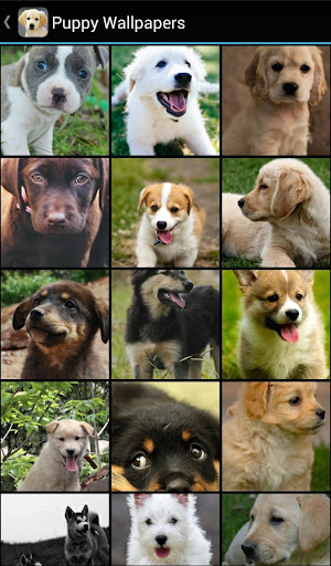 Puppy Wallpapers PC