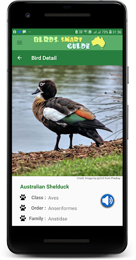 Australia Birds ID