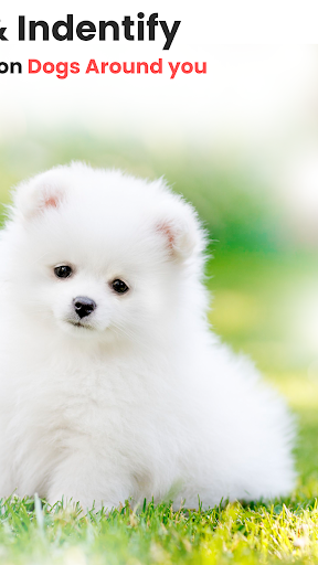 Identificatore di razza canina PC