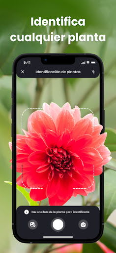 PlantIn: Identificar Planta PC