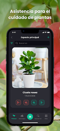 PlantIn: Identificar Planta PC