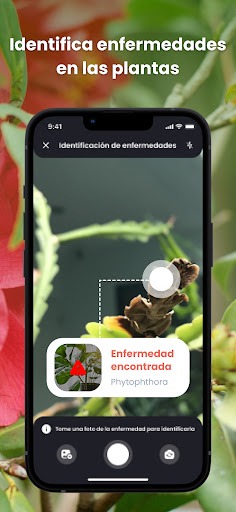 PlantIn: Identificar Planta PC