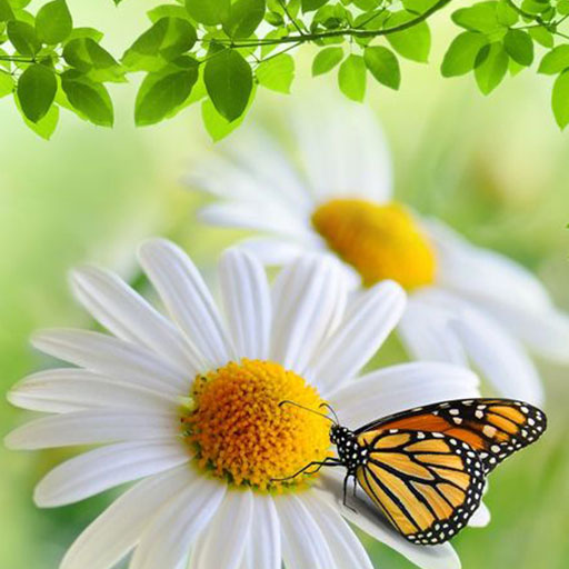 natuur live achtergronden PC