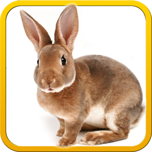 Pet Bunny Rabbit 3d Simulator PC