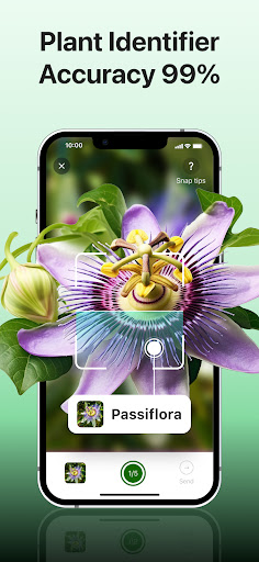 Plant disease identifier پی سی